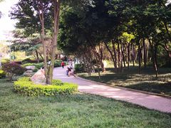 -神仙树公园