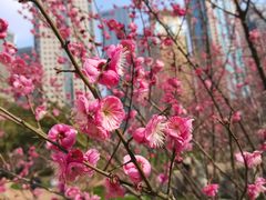 -陆家嘴中心绿地