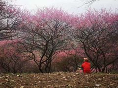 -新建村梅花