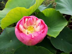-荷塘月色湿地公园·向阳花洲