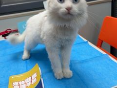 -伟伟宠物医院·CT影像中心·瑞派犬猫综合性门诊(汉口总院)