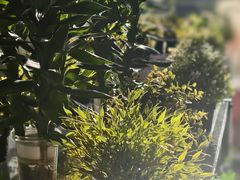 -813芭依珊 BAESAn(皇冠十畝地店)