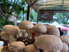 -先机泉水鸡汤(南山老君洞店)