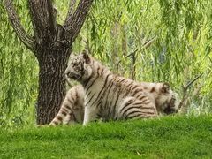 -北京野生动物园
