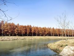 -上海海湾国家森林公园