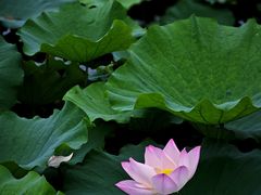 -长田漾湿地公园