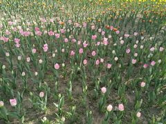 -长春公园(普阳街道)