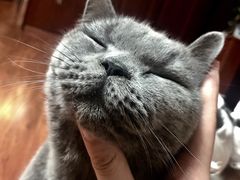 -创凡宠物医院·骨专科  猫科中心(西乡分院)