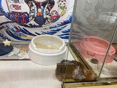 -糯米喵星人总部直营旗舰店·猫舍·幼猫出售