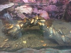 -上海大自然野生昆虫馆
