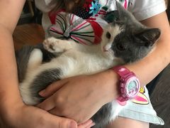 -吉丁鸟咖·异宠·寄养