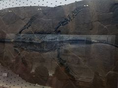 -浙江自然博物院(杭州馆)