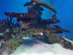 -海合安武汉极地海洋公园