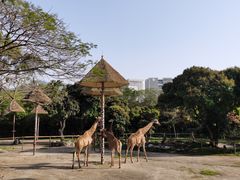-深圳野生动物园