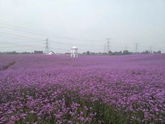 -紫颐香薰山谷景区
