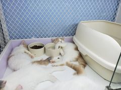 -喵的天空名猫咖啡馆·撸猫·猫舍·用品