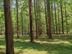 -黄海国家森林公园