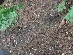 -五营红松林海景区