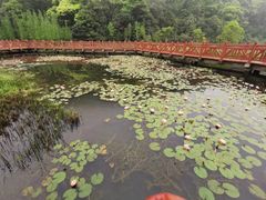 -广州市石门国家森林公园