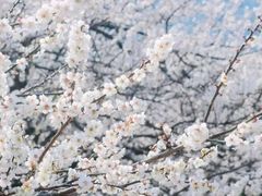 -广州市流溪河国家森林公园