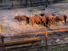 -清迈夜间动物园