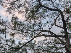 -广东惠东海龟国家级自然保护区