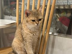 -楼上猫咖(罗湖店)