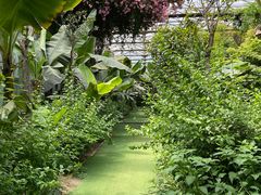 -呀路古热带植物园