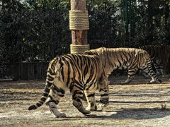-上海野生动物园老虎餐厅