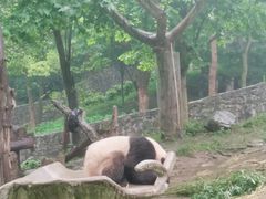 -都江堰中华大熊猫苑