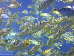 -太平洋海底世界