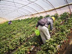 -大自然农场蔬菜草莓采摘园