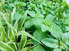 -金科花卉市场