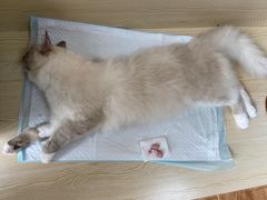 -乐派堂宠物医院·猫友好· 心脏科(东街店)