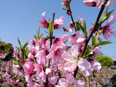 -南汇桃花村