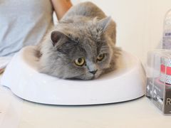 -momokira米努特·德文卷毛猫·棉花面纱犬