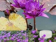 -国家植物园
