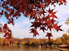 -上海共青森林公园