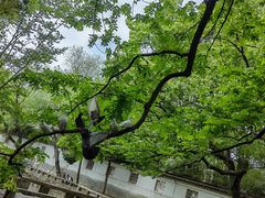 -西园戒幢律寺