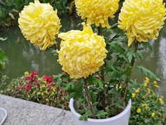 -杭州植物园
