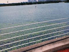 -贡湖湾湿地公园