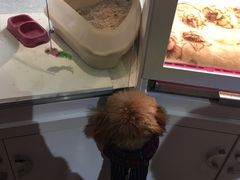 -1013 PET SHOP 宠物商店(近铁城市广场店)
