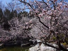 -霸王茶姬(上海恒基名人店)