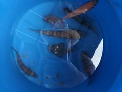 -小猫钓鱼海钓俱乐部(椰梦长廊店)