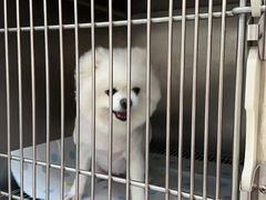 -瑞派康怡24h宠物医院·犬猫医疗中心·微创绝育(瑞景分院)