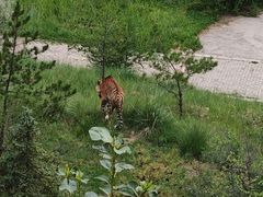 -青藏高原野生动物园