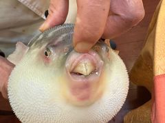 -长顺河豚馆(江洲东路)