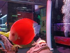 -中环花鸟鱼虫市场