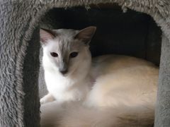 -猫小院猫主题餐厅(三里屯店)