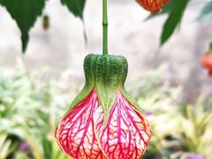 -国家植物园